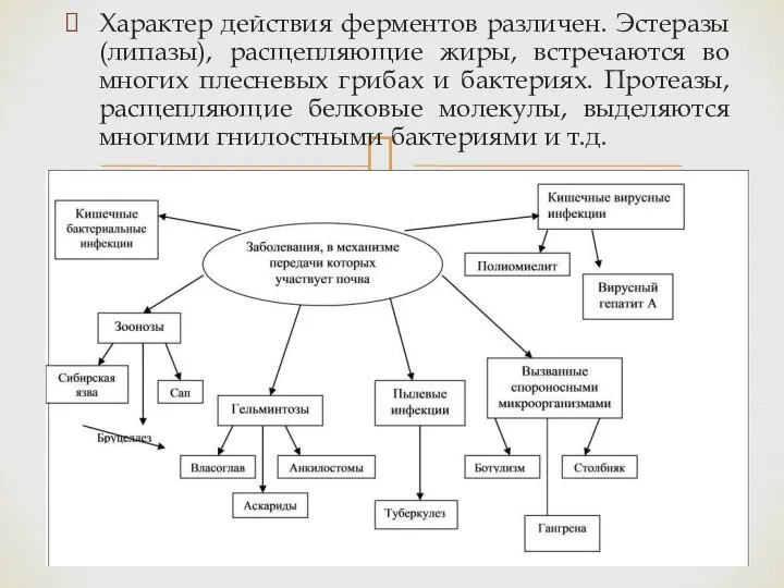 Характер действия ферментов различен. Эстеразы (липазы), расщепляющие жиры, встречаются во многих плесневых