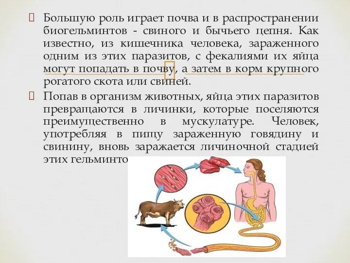 Большую роль играет почва и в распространении биогельминтов - свиного и бычьего