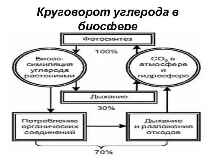 Круговорот углерода в биосфере