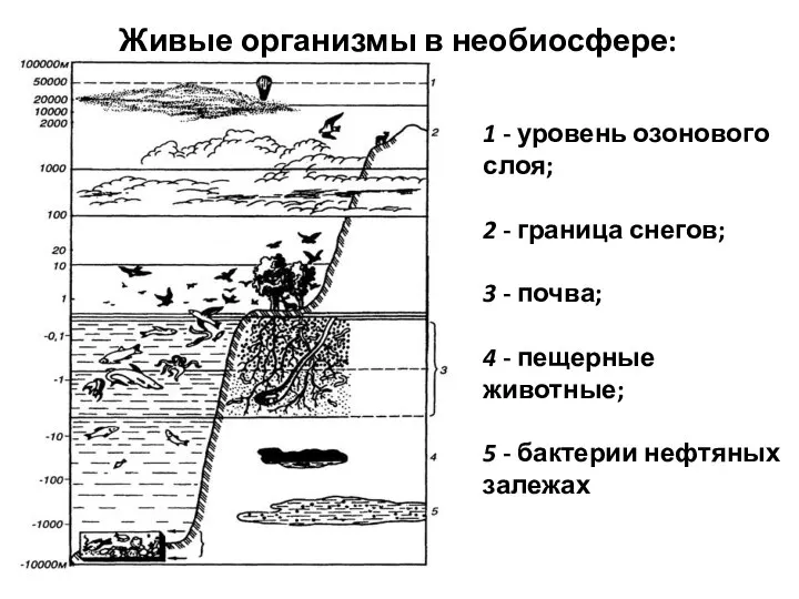 Живые организмы в необиосфере: 1 - уровень озонового слоя; 2 - граница