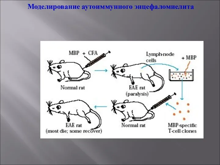 Моделирование аутоиммунного энцефаломиелита