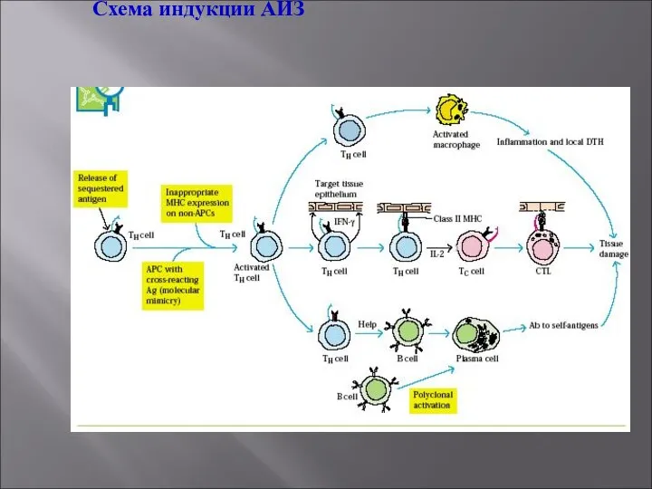 Схема индукции АИЗ