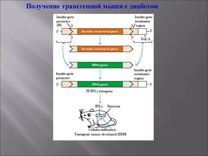 Получение трансгенной мыши с диабетом