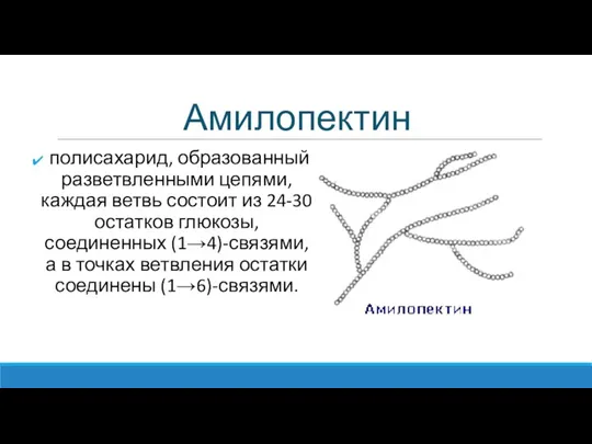 Амилопектин полисахарид, образованный разветвленными цепями, каждая ветвь состоит из 24-30 остатков глюкозы,