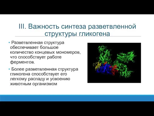 III. Важность синтеза разветвленной структуры гликогена Разветвленная структура обеспечивает большое количество концевых