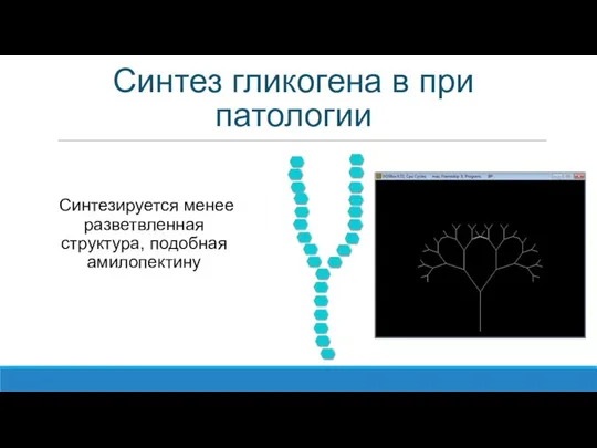 Синтез гликогена в при патологии Синтезируется менее разветвленная структура, подобная амилопектину