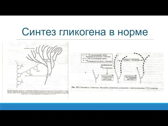 Синтез гликогена в норме