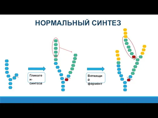 Гликоген-синтаза Ветвящий фермент НОРМАЛЬНЫЙ СИНТЕЗ