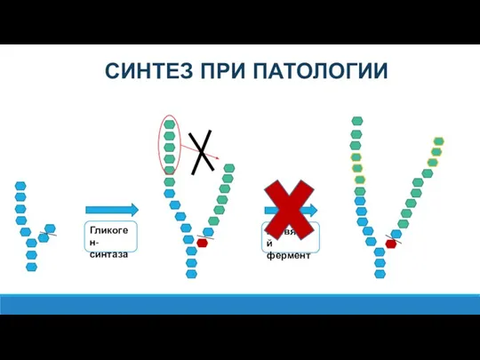 Гликоген-синтаза Ветвящий фермент СИНТЕЗ ПРИ ПАТОЛОГИИ