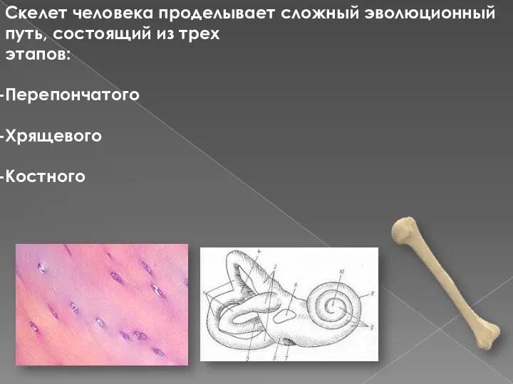 Скелет человека проделывает сложный эволюционный путь, состоящий из трех этапов: Перепончатого Хрящевого Костного