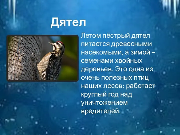 Летом пёстрый дятел питается древесными насекомыми, а зимой – семенами хвойных деревьев.