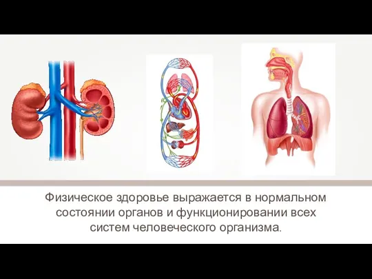 Физическое здоровье выражается в нормальном состоянии органов и функционировании всех систем человеческого организма.