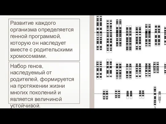 Развитие каждого организма определяется генной программой, которую он наследует вместе с родительскими