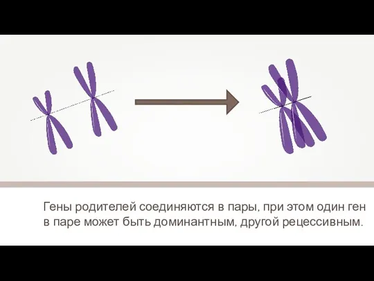 Гены родителей соединяются в пары, при этом один ген в паре может быть доминантным, другой рецессивным.