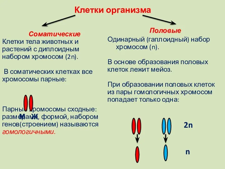 Клетки организма Соматические Клетки тела животных и растений с диплоидным набором хромосом