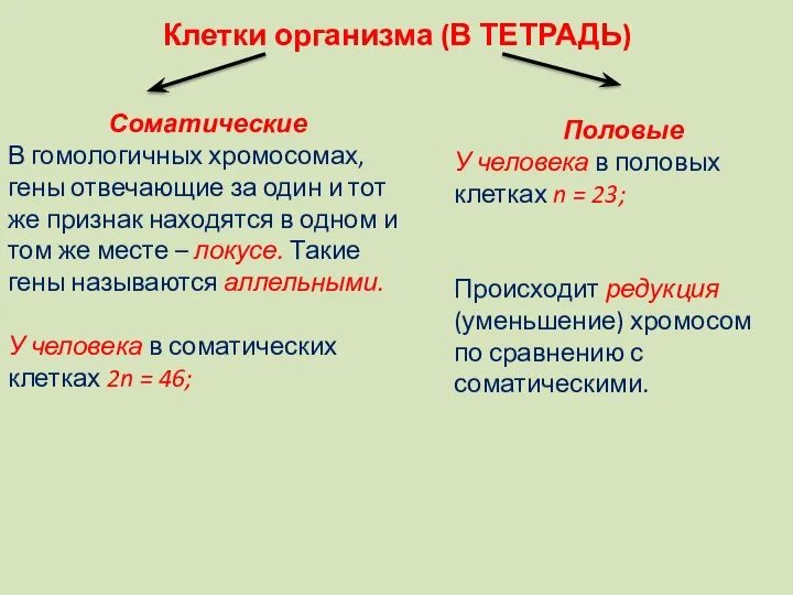 Клетки организма (В ТЕТРАДЬ) Соматические В гомологичных хромосомах, гены отвечающие за один