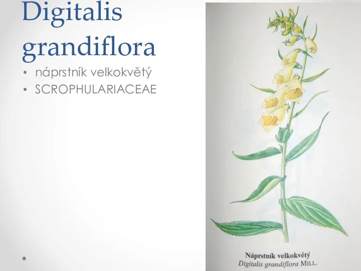 Digitalis grandiflora náprstník velkokvětý SCROPHULARIACEAE