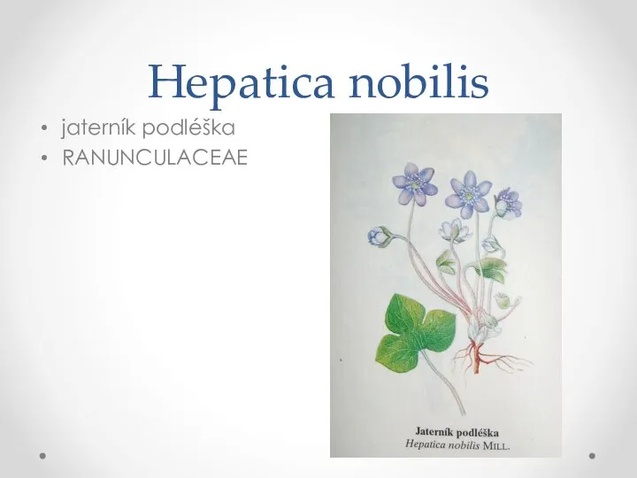 Hepatica nobilis jaterník podléška RANUNCULACEAE