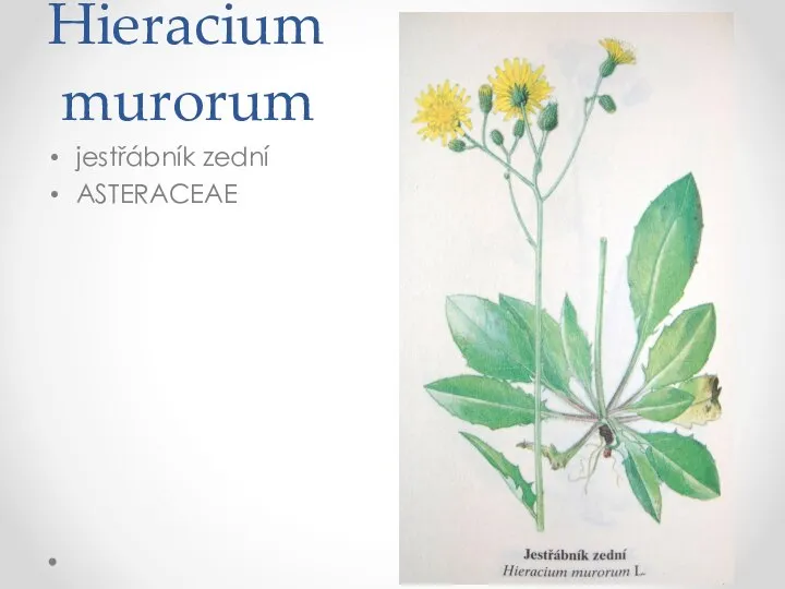 Hieracium murorum jestřábník zední ASTERACEAE