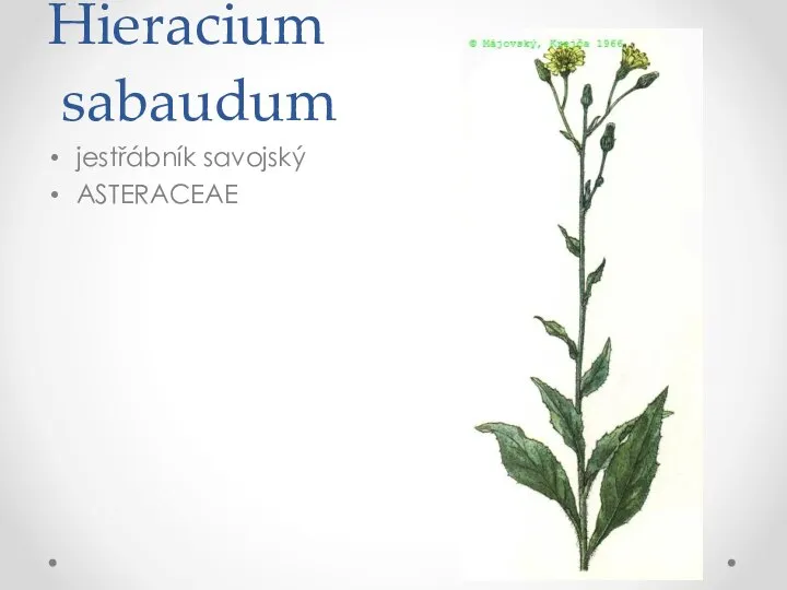Hieracium sabaudum jestřábník savojský ASTERACEAE