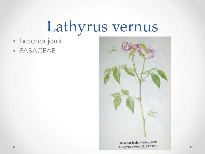 Lathyrus vernus hrachor jarní FABACEAE