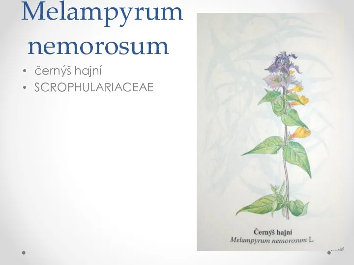 Melampyrum nemorosum černýš hajní SCROPHULARIACEAE
