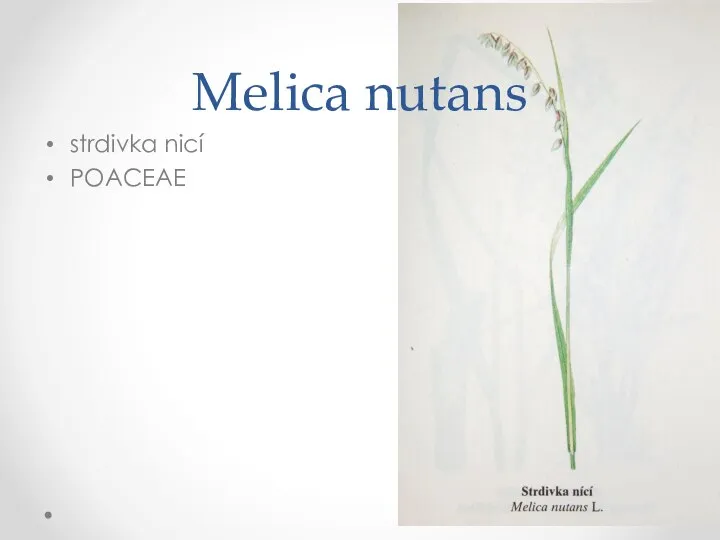 strdivka nicí POACEAE Melica nutans