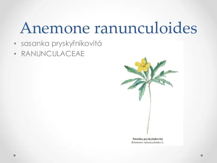 Anemone ranunculoides sasanka pryskyřníkovitá RANUNCULACEAE