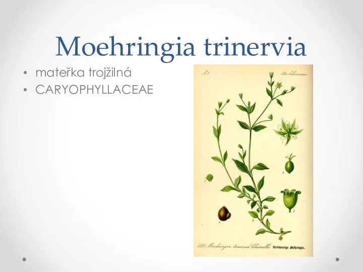Moehringia trinervia mateřka trojžilná CARYOPHYLLACEAE