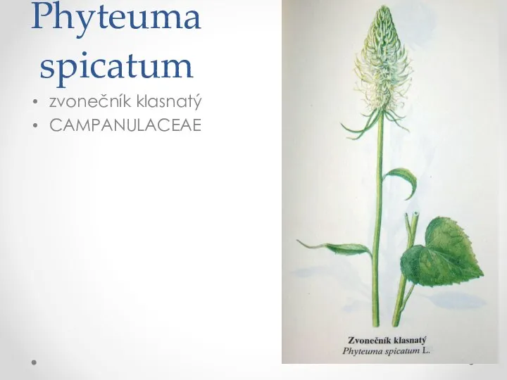 Phyteuma spicatum zvonečník klasnatý CAMPANULACEAE