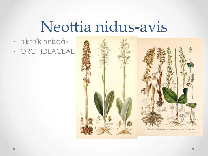 Neottia nidus-avis hlístník hnízdák ORCHIDEACEAE