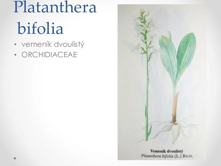Platanthera bifolia vemeník dvoulistý ORCHIDIACEAE