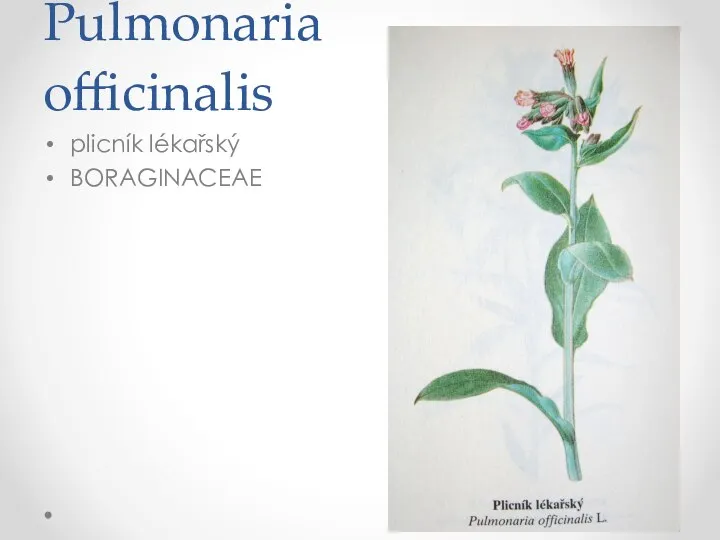 Pulmonaria officinalis plicník lékařský BORAGINACEAE