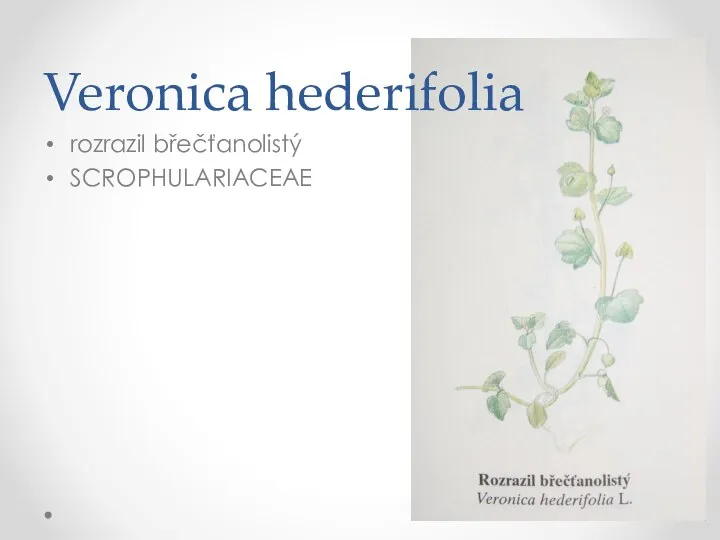 rozrazil břečťanolistý SCROPHULARIACEAE Veronica hederifolia