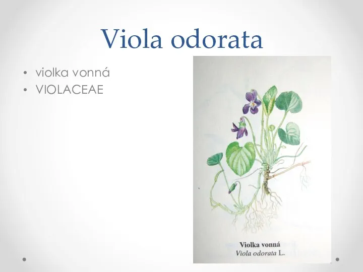 Viola odorata violka vonná VIOLACEAE