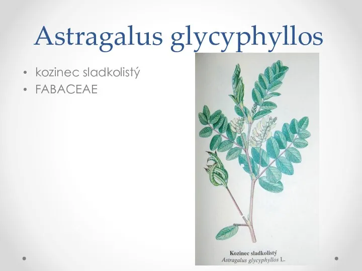 Astragalus glycyphyllos kozinec sladkolistý FABACEAE