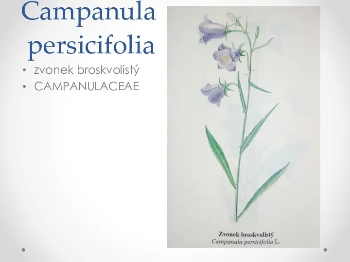 Campanula persicifolia zvonek broskvolistý CAMPANULACEAE