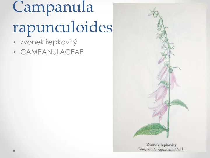 Campanula rapunculoides zvonek řepkovitý CAMPANULACEAE