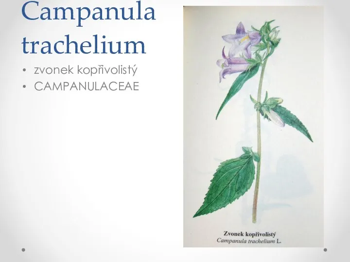 Campanula trachelium zvonek kopřivolistý CAMPANULACEAE