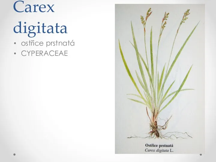 Carex digitata ostřice prstnatá CYPERACEAE