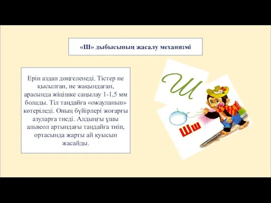 «Ш» дыбысының жасалу механизмі Ерін аздап дөңгеленеді. Тістер не қысылған, не жақындаған,