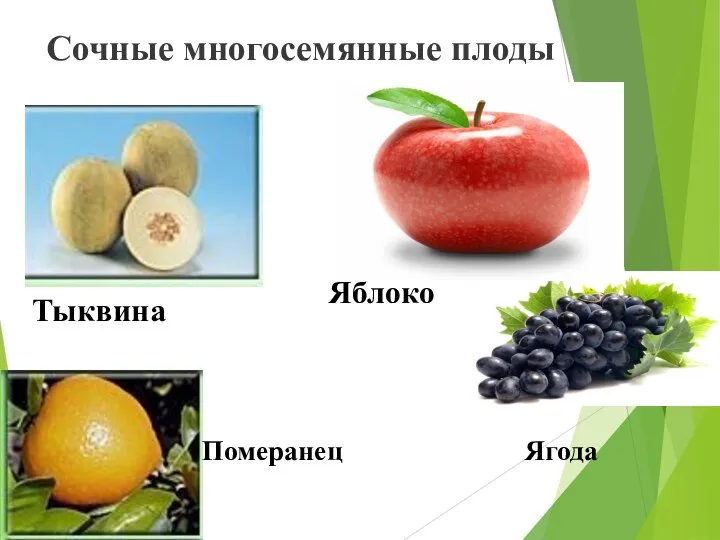 Сочные многосемянные плоды Тыквина Яблоко Померанец Ягода