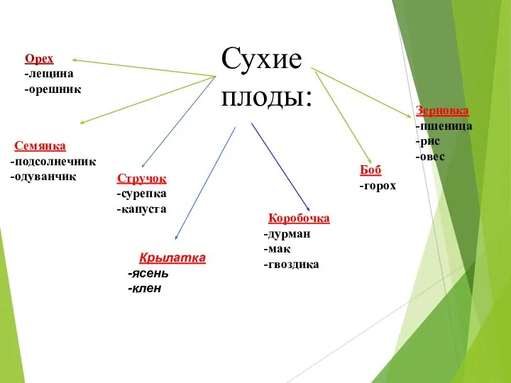 Сухие плоды: Орех -лещина -орешник Семянка -подсолнечник -одуванчик Зерновка -пшеница -рис -овес