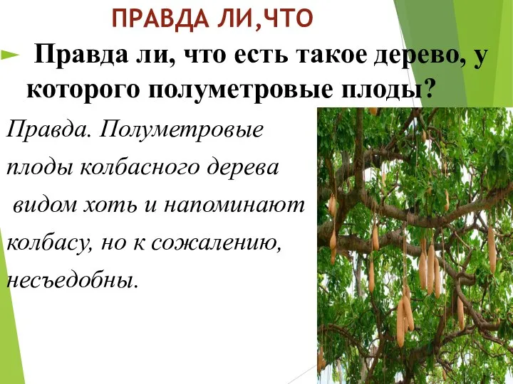 ПРАВДА ЛИ,ЧТО Правда ли, что есть такое дерево, у которого полуметровые плоды?