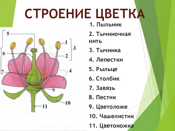 СТРОЕНИЕ ЦВЕТКА 1. Пыльник 2. Тычиночная нить 3. Тычинка 4. Лепестки 5.