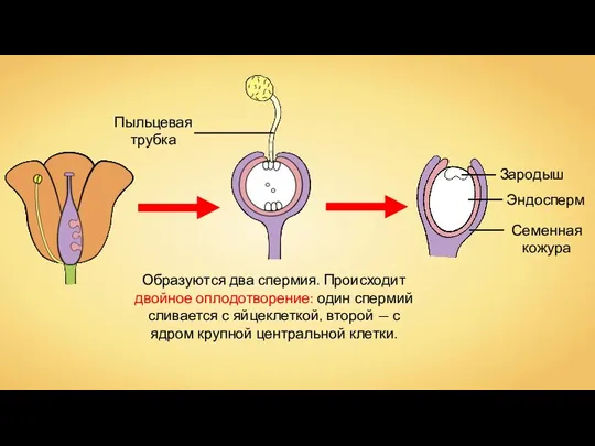 Образуются два спермия. Происходит двойное оплодотворение: один спермий сливается с яйцеклеткой, второй