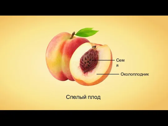 Спелый плод
