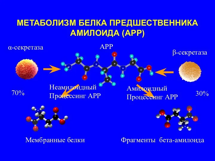 APP α-секретаза Мембранные белки Фрагменты бета-амилоида β-секретаза 70% 30% Неамилоидный Процессинг АРР