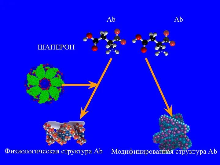 Аb ШАПЕРОН Аb Физиологическая структура Аb Модифицированная структура Аb