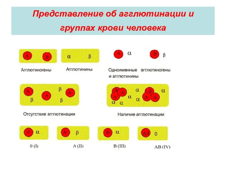 Представление об агглютинации и группах крови человека